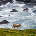 Shetland 200 copia